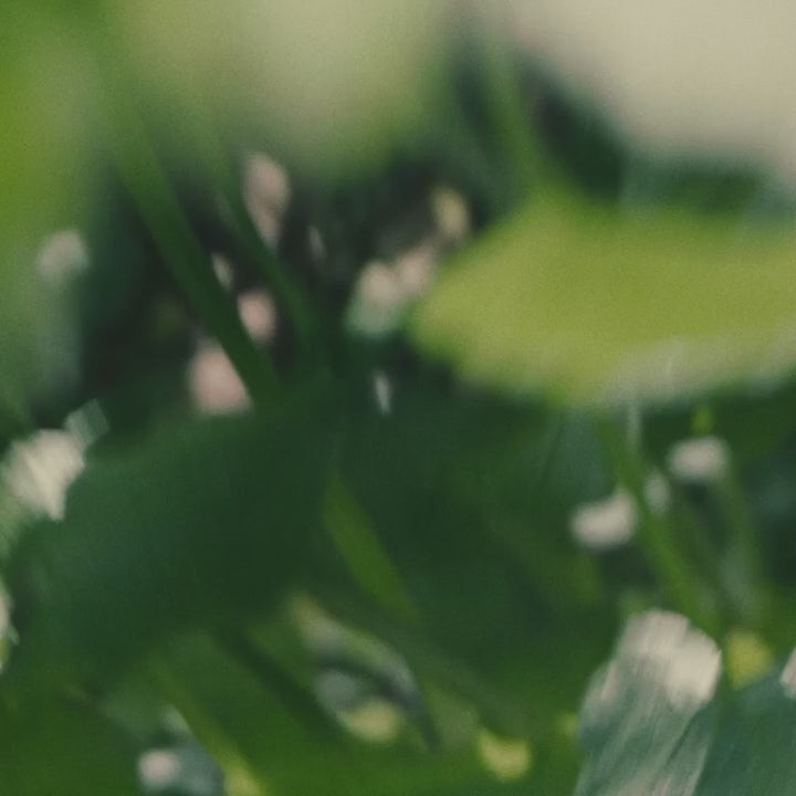 Motion Access Low Lace-Up Sneaker for Women